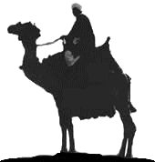 Camelo do Egito