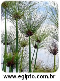 Planta Papiro